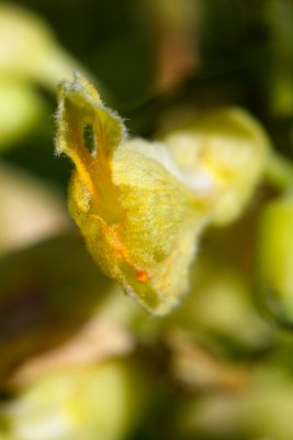 Aesculus flava - jírovec žlutý - květ detail